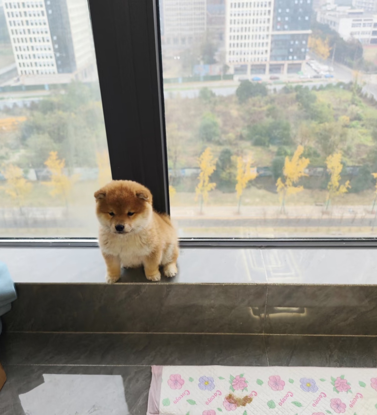 性格独立，爱干净，柴犬的表情笑起来有点贱贱的，在家中可以给你增添生活乐趣